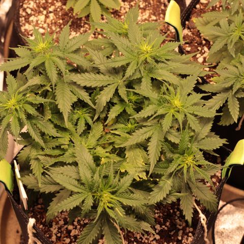Padmé Amídala growlog timeline photo