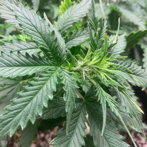 Padmé Amídala growlog timeline photo