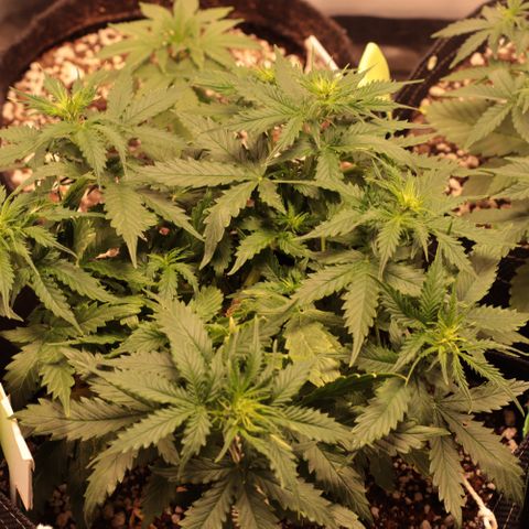 Padmé Amídala growlog timeline photo
