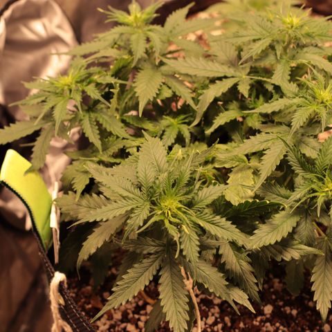 Padmé Amídala growlog timeline photo