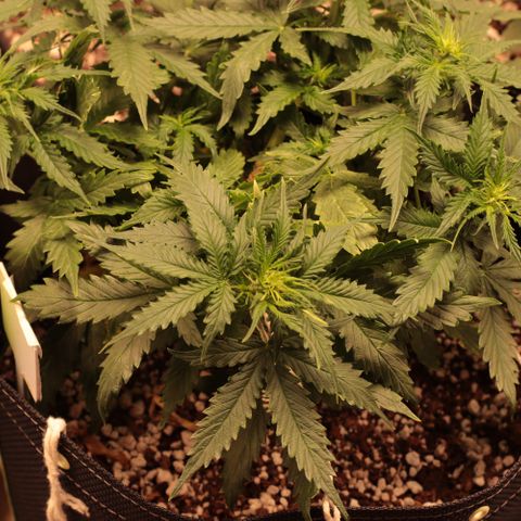 Padmé Amídala growlog timeline photo