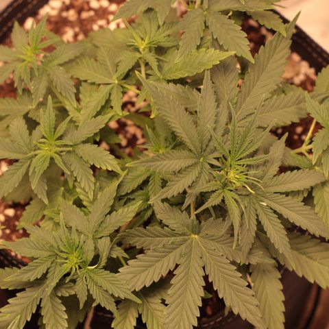 Princess Leia  growlog timeline photo