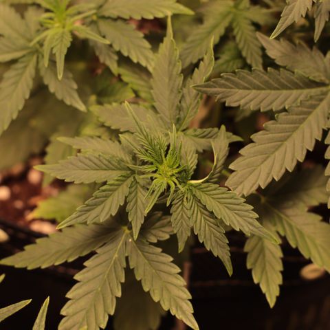 Princess Leia  growlog timeline photo