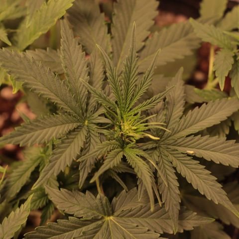 Princess Leia  growlog timeline photo