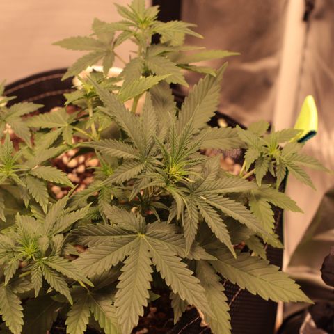 Princess Leia  growlog timeline photo