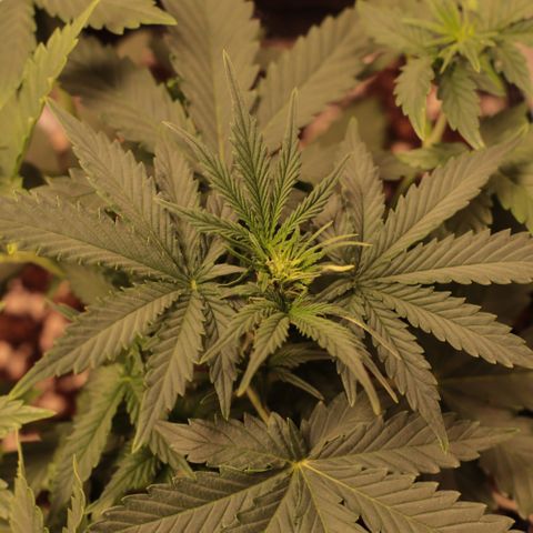 Princess Leia  growlog timeline photo