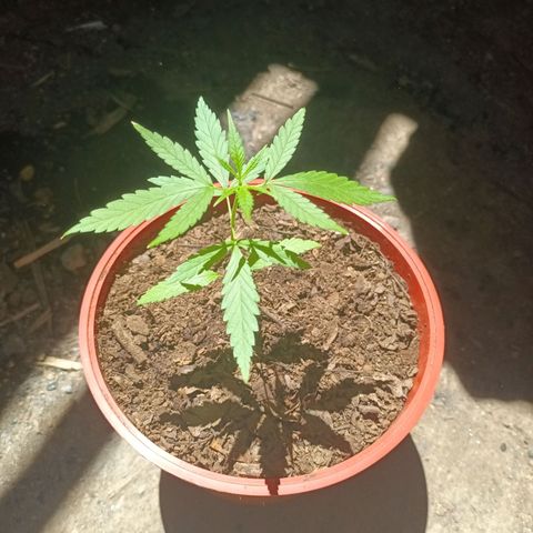 unidentified  growlog timeline photo