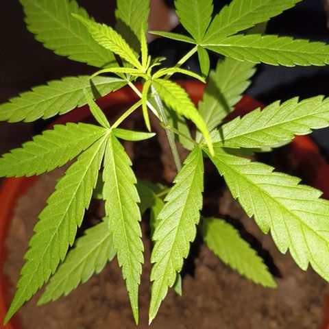 unidentified  growlog timeline photo