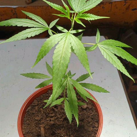 unidentified  growlog timeline photo
