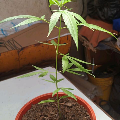 unidentified  growlog timeline photo