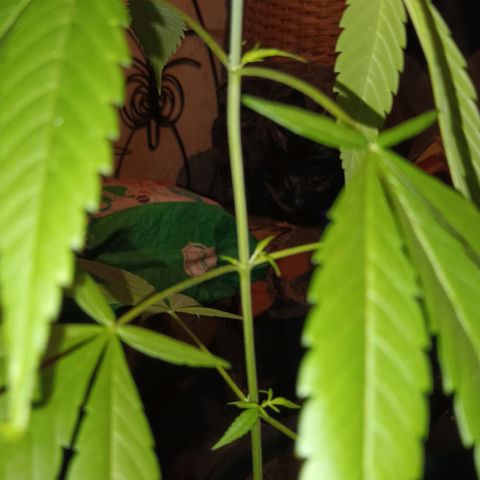 unidentified  growlog timeline photo