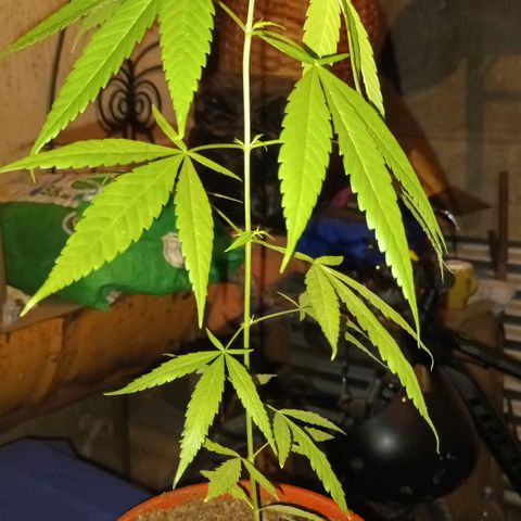 unidentified  growlog timeline photo