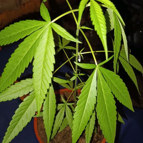 unidentified  growlog timeline photo