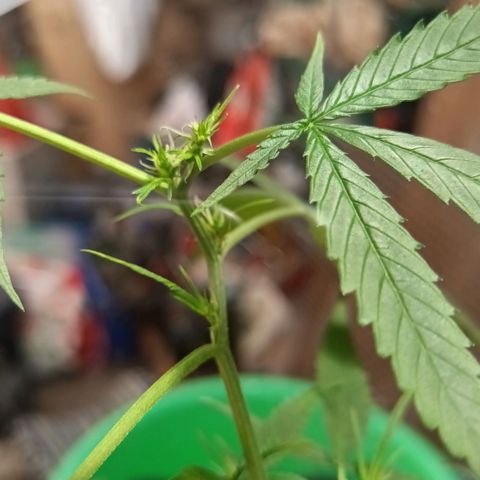 unidentified  growlog timeline photo