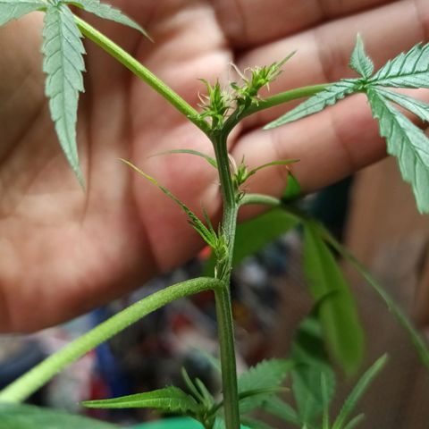 unidentified  growlog timeline photo