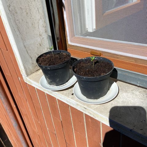 AMG growlog timeline photo