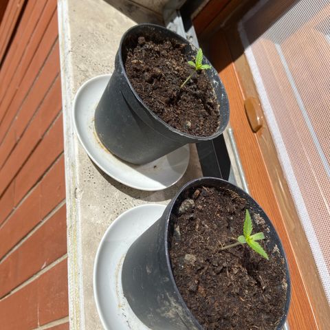 AMG growlog timeline photo