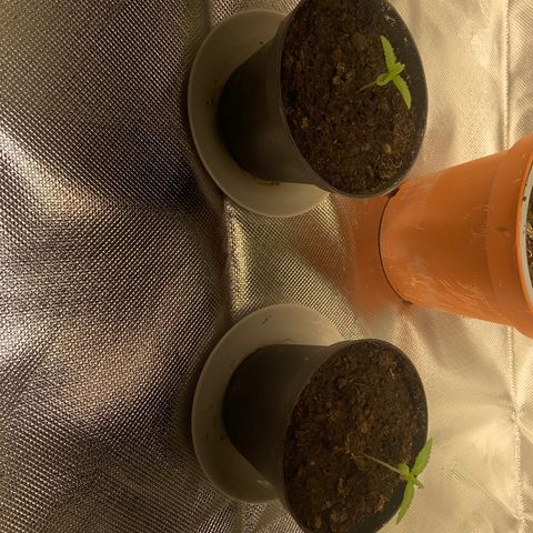 AMG growlog timeline photo
