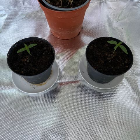 AMG growlog timeline photo