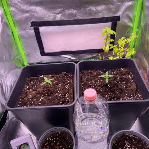 AMG growlog timeline photo