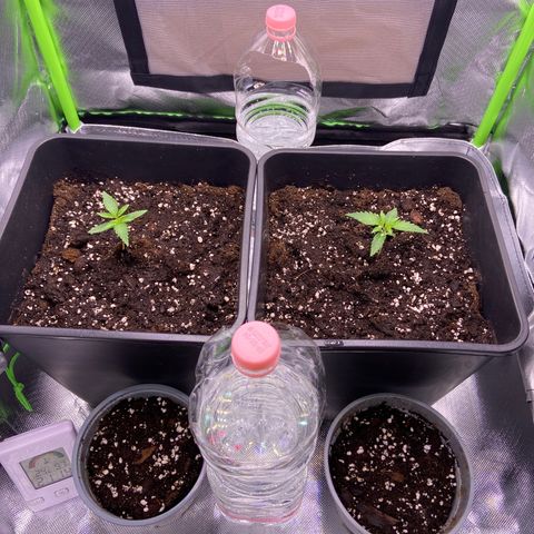 AMG growlog timeline photo
