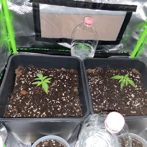AMG growlog timeline photo