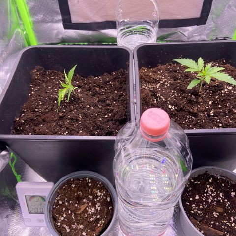 AMG growlog photo: Acidente com a be1, tava caida, raiz ajustada, esperar o efeito da luz amanhã 