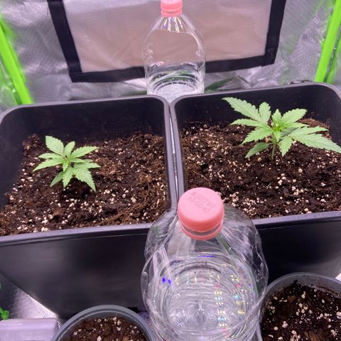 AMG growlog timeline photo