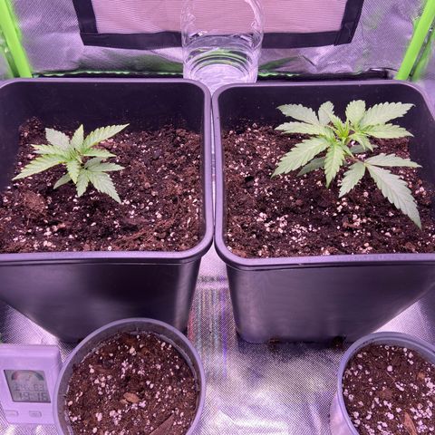 AMG growlog timeline photo