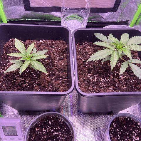 AMG growlog timeline photo