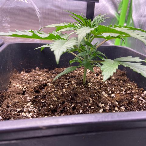 AMG growlog timeline photo