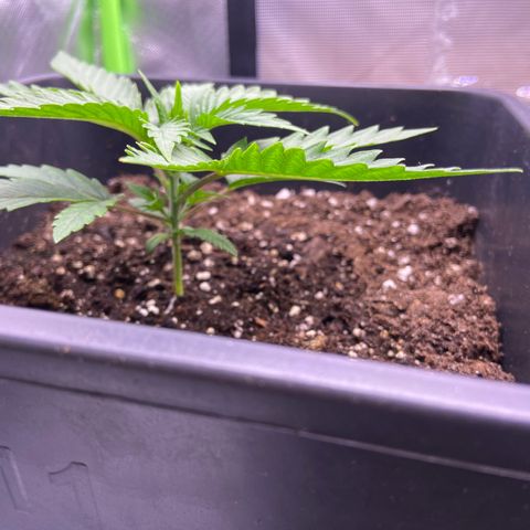 AMG growlog timeline photo