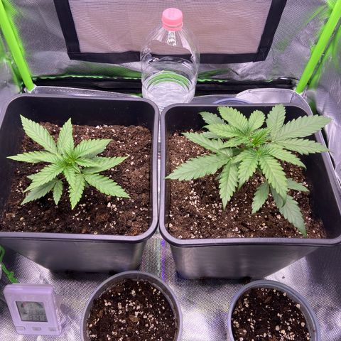 AMG growlog timeline photo