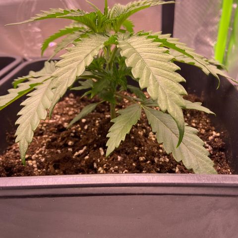 AMG growlog photo: B2 continua maior que B1