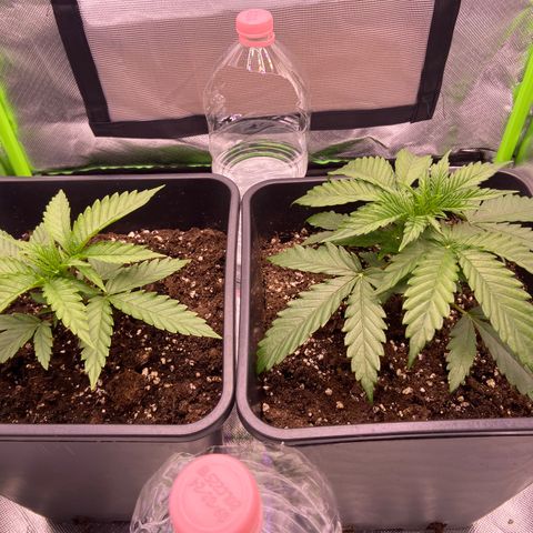AMG growlog photo: B2 continua maior que B1