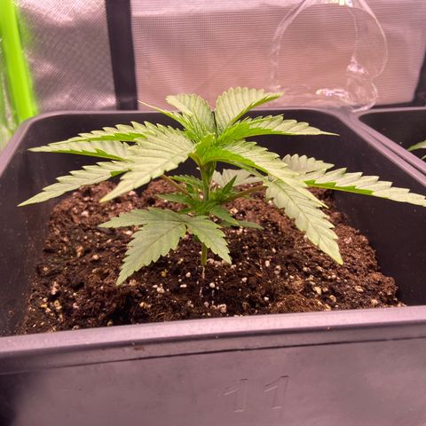 AMG growlog photo: B2 continua maior que B1