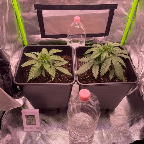 AMG growlog timeline photo