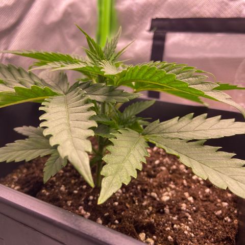 AMG growlog timeline photo