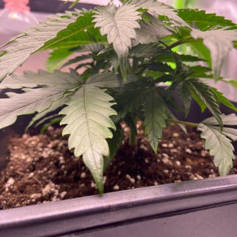 AMG growlog timeline photo