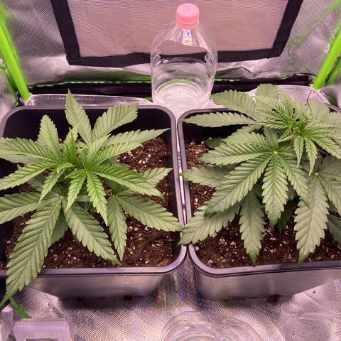 AMG growlog timeline photo
