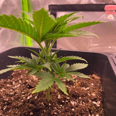 AMG growlog timeline photo