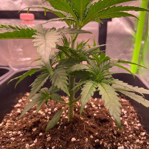 AMG growlog timeline photo