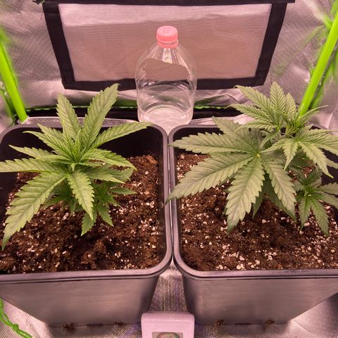AMG growlog timeline photo