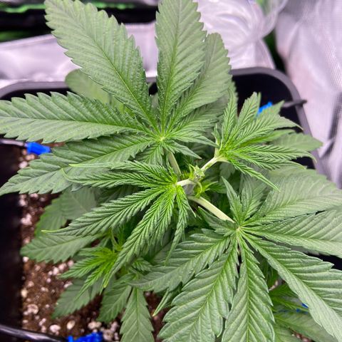 AMG growlog photo: Corte no nó superior B2