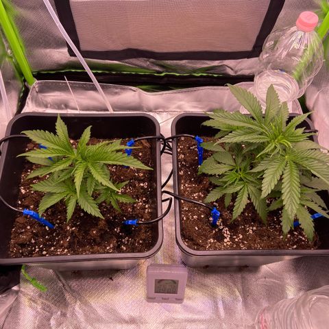 AMG growlog photo: Corte no nó superior B2