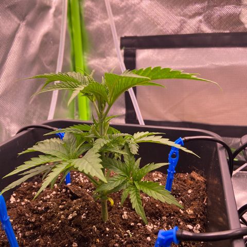 AMG growlog photo: Corte no nó superior B2