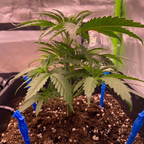 AMG growlog photo: Corte no nó superior B2