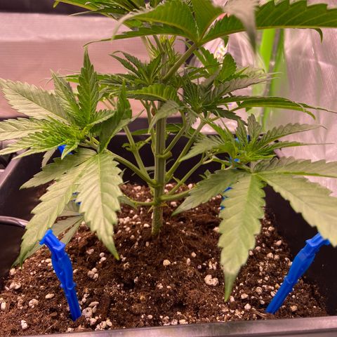 AMG growlog timeline photo