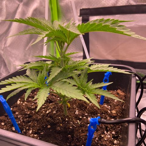 AMG growlog timeline photo