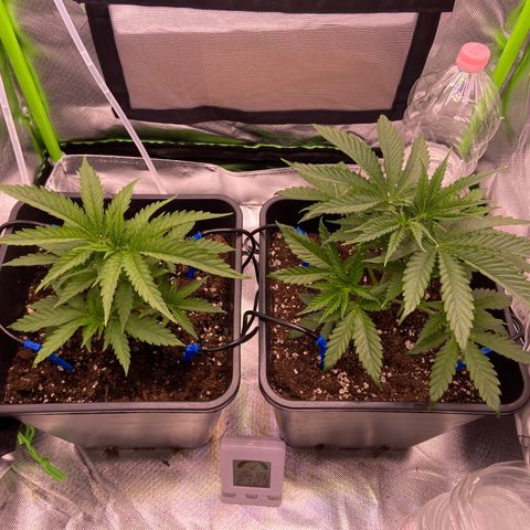 AMG growlog timeline photo